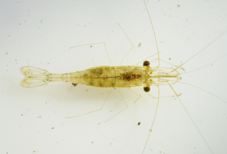 Palaemonetes carteri (Haut Coursibo, Saint Elie, 2019) &copy; J. Chevalier/Wano Guyane