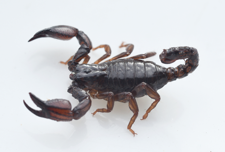 Broteochactas delicatus (Gros Saut sur le Grand Abounami, Papaïchton, 2020) &copy; J. Chevalier/Wano Guyane