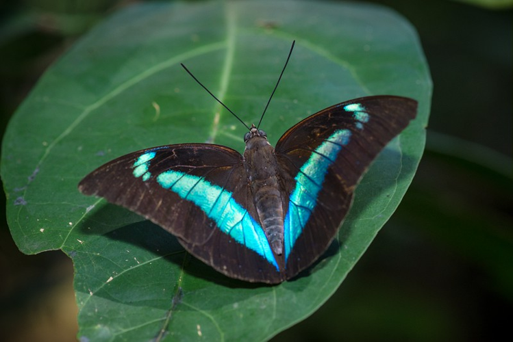 Archaeoprepona demophon demophon &copy; Guillaume Feuillet / Parc amazonien de Guyane