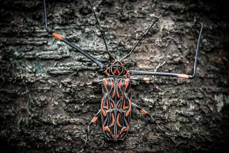 Arlequin de Cayenne (<i>Acrocinus longimanus</i>) sur un tronc dans le sous-bois du Mont Itoupe. &copy; Guillaume Feuillet / Parc amazonien de Guyane
