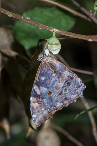 Femelle de Morpho telemachus telemachus venant de sortir de sa chrysalide. &copy; Guillaume Feuillet / Parc amazonien de Guyane