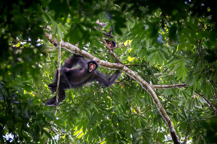 Atèle noir ou kwata (Ateles paniscus) vociférant sur les promeneurs passant sous l'arbre dans lequel il se tient. &copy; Guillaume Feuillet / Parc amazonien de Guyane