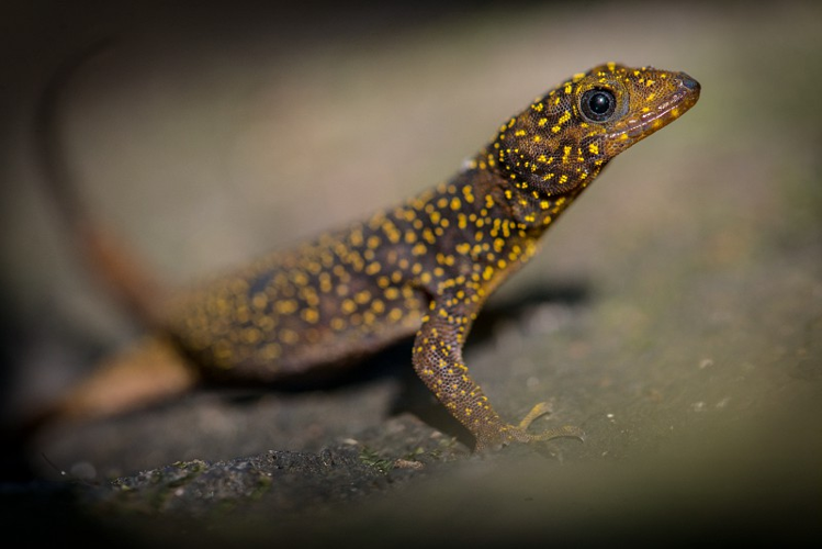 Geko aux yeux bleus (Gonatodes annularis) &copy; Guillaume Feuillet / Parc amazonien de Guyane