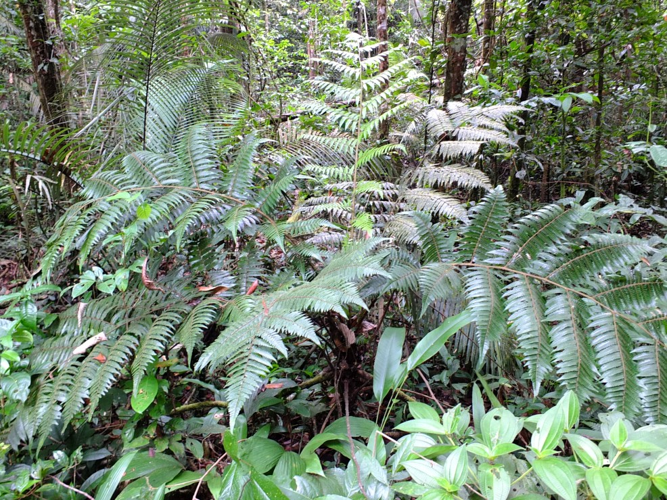 Cyathea cyatheoides (Bagne des Annamites, Montsinnery-Tonnegrande) &copy; Sébastien Sant / Parc amazonien de Guyane