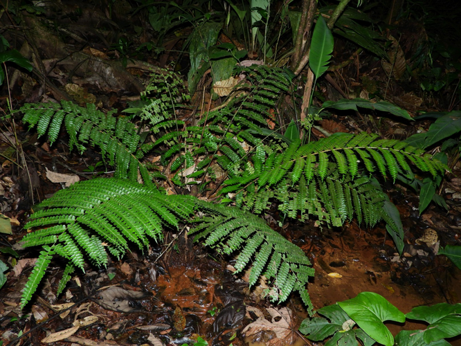 Didymochlaena truncatula (sentier La Source, Papaïchton) &copy; Sébastien Sant / Parc amazonien de Guyane