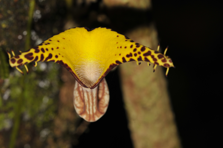 Aristolochia  "Léopardina" sp. nov. ined (Itoupé, 2018) &copy; Laurent Godé / Parc amazonien de Guyane