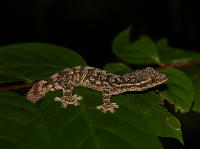 Thecadactylus rapicauda (Houttuyn, 1782) &copy; Arnaud Anselin / Parc amazonien de Guyane