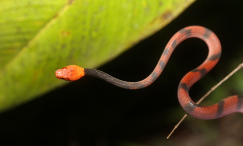 Siphlophis compressus (Daudin, 1803) &copy; Arnaud Anselin / Parc amazonien de Guyane