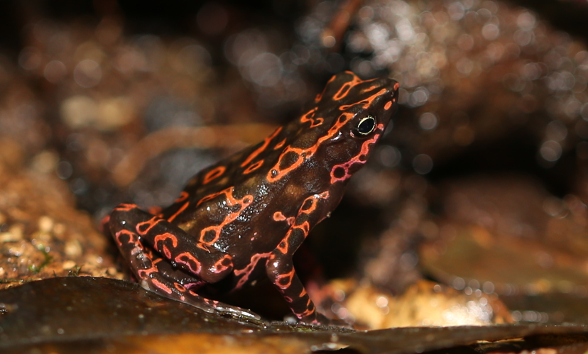 Atelopus flavescens Duméril & Bibron, 1841 &copy; Arnaud Anselin / Parc amazonien de Guyane