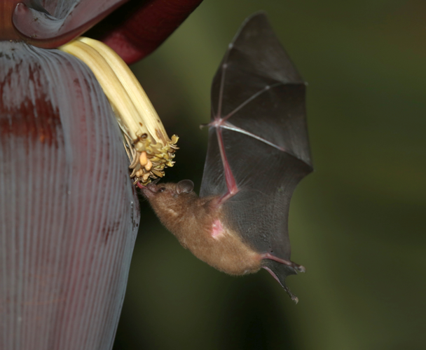 Glossophaga soricina (Pallas, 1766) &copy; Arnaud Anselin / Parc amazonien de Guyane