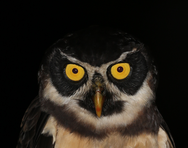 Pulsatrix perspicillata (Latham, 1790) &copy; Arnaud Anselin / Parc Amazonien de Guyane