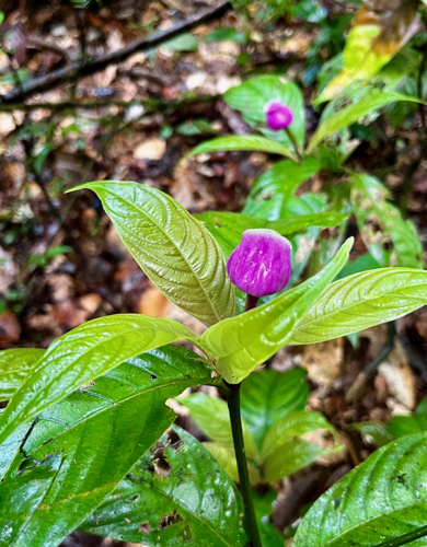 Palicourea urceolata (Saül, crique James) &copy; Emeric Auffret / Parc Amazonien de Guyane