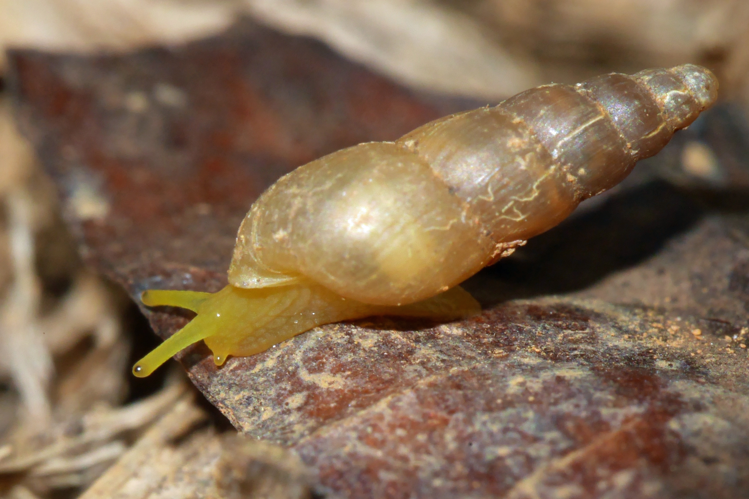 Allopeas gracile (Saül, 2018, 2018) &copy; O. Gargominy/MNHN