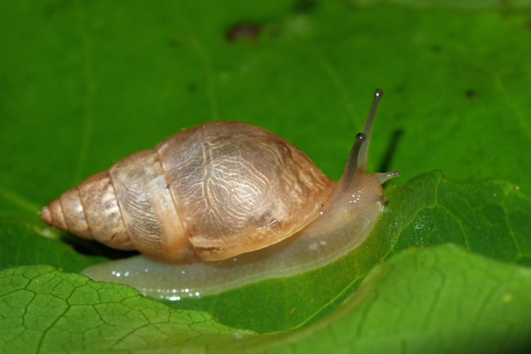 Bulimulus tenuissimus eyriesii (Saül, 2018) &copy; O. Gargominy/MNHN