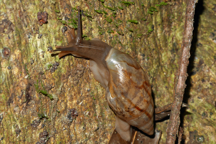 Euglandina striata (Saül, 2018) &copy; O. Gargominy/MNHN