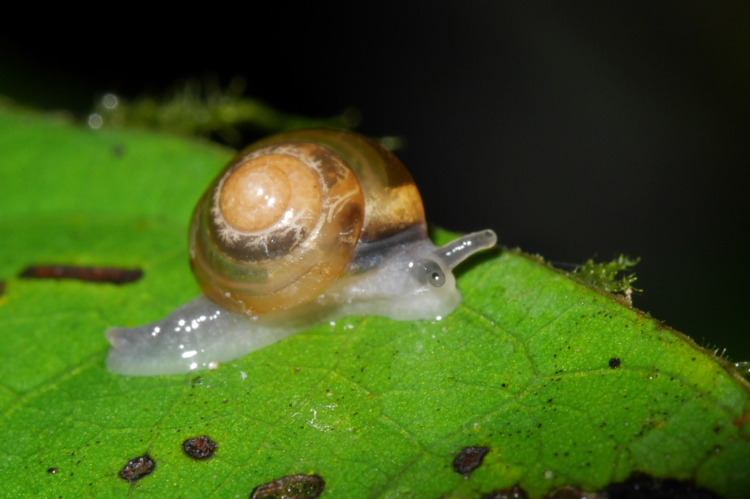 Habroconus cassiquiensis (Saül, 2018) &copy; O. Gargominy/MNHN