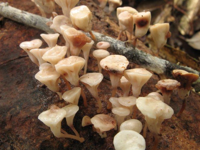 Caripia montagnei (Saül, 2019) &copy; G. Corriol/CBN Pyrénées et Midi-Pyrénées