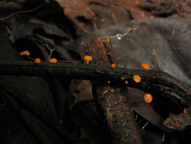 Dicephalospora rufocornea (Saül, 2019) &copy; G. Corriol/CBN Pyrénées et Midi-Pyrénées