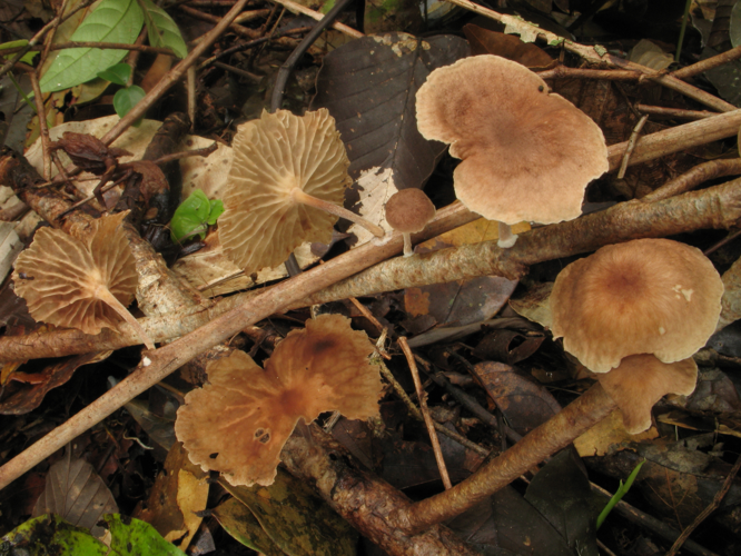 Gymnopus amazonicus (Saül, 2019) &copy; G. Corriol/CBN Pyrénées et Midi-Pyrénées