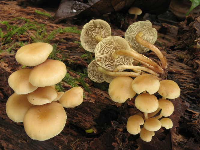 Hypholoma subviride (Saül, 2019) &copy; G. Corriol/CBN Pyrénées et Midi-Pyrénées