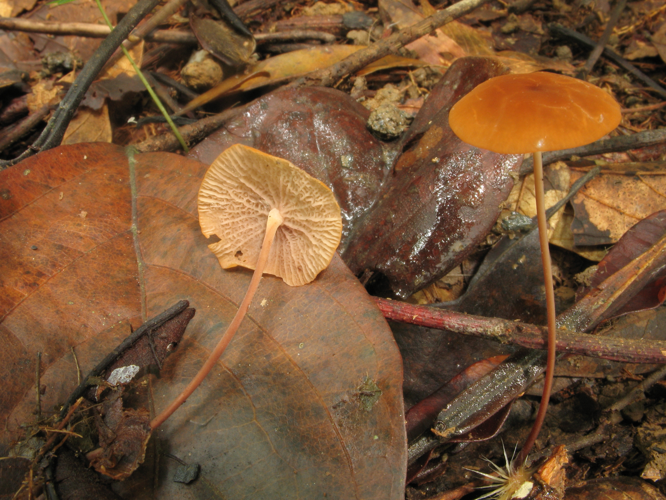 Marasmius cladophyllus (Saül, 2019) &copy; G. Corriol/CBN Pyrénées et Midi-Pyrénées