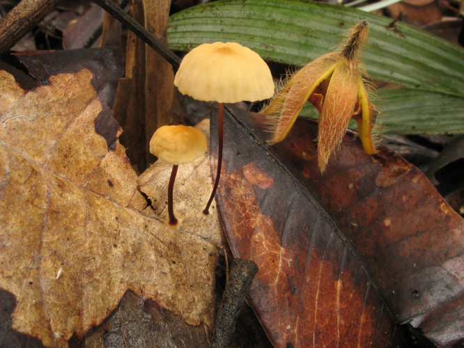 Marasmius suthepensis (Saül, 2019) &copy; G. Corriol/CBN Pyrénées et Midi-Pyrénées
