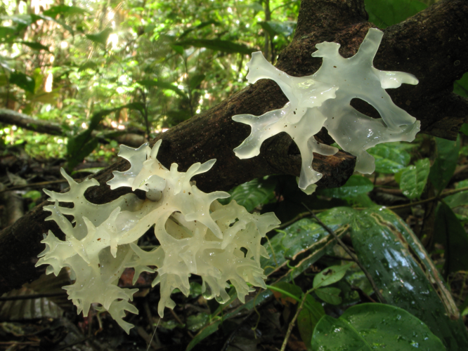 Tremella fuciformis (Saül, 2019) &copy; G. Corriol/CBN Pyrénées et Midi-Pyrénées