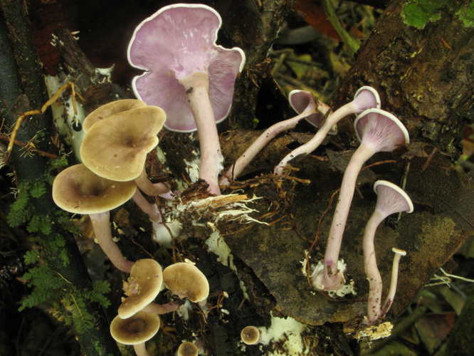 Trogia cantharelloides (Saül, 2019) &copy; G. Corriol/CBN Pyrénées et Midi-Pyrénées