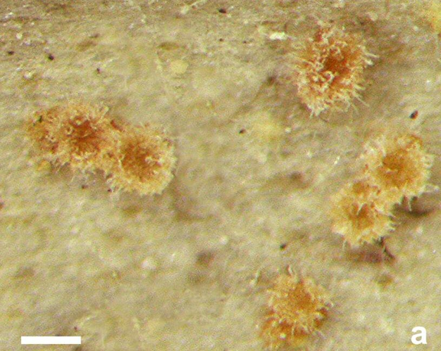 Lasionectria saulensis (Saül, 2021) &copy; C. Lechat/AscoFrance