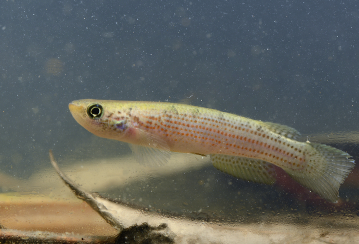 Anablepsoides igneus (Gros Saut sur le Grand Abounami, Papaïchton, 2020) &copy; F. Melki/Fondation Biotope