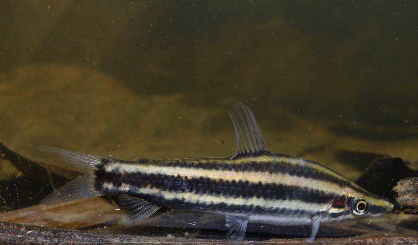 Anostomus brevior (Gros Saut sur le Grand Abounami, Papaïchton, 2020) &copy; F. Melki/Fondation Biotope