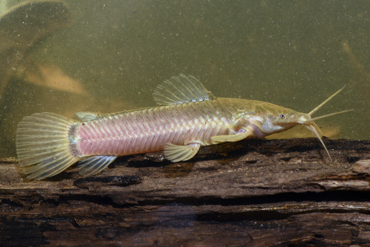 Callichthys callichthys (Gros Saut sur le Grand Abounami, Papaïchton, 2020) &copy; F. Melki/Fondation Biotope