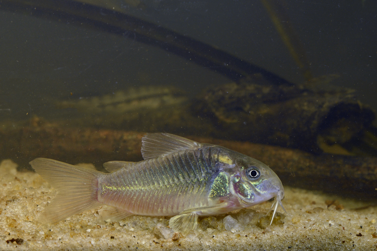 Corydoras aeneus (Gros Saut sur le Grand Abounami, Papaïchton, 2020) &copy; F. Melki/Fondation Biotope