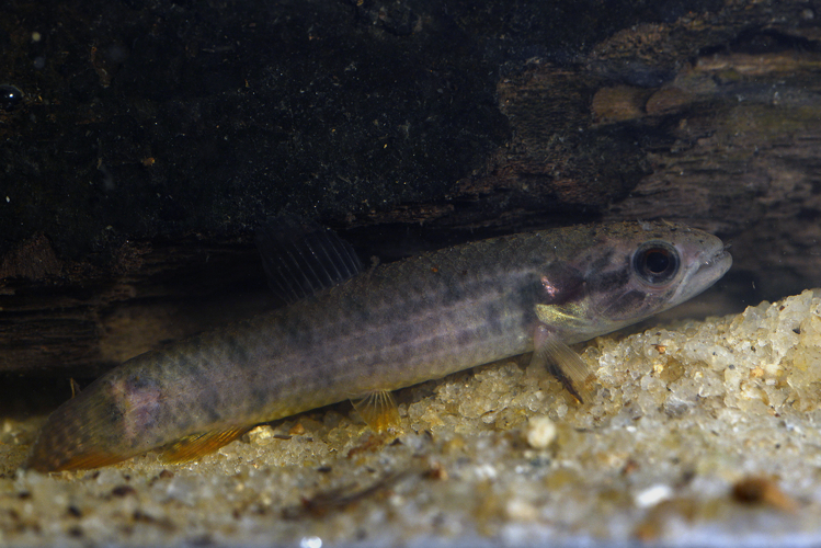 Erythrinus erythrinus (Gros Saut sur le Grand Abounami, Papaïchton, 2020) &copy; F. Melki/Fondation Biotope