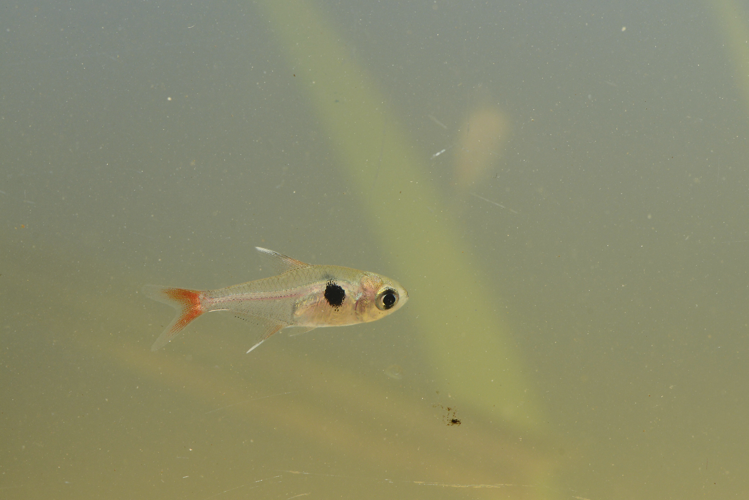 Hyphessobrycon roseus (Gros Saut sur le Grand Abounami, Papaïchton, 2020) &copy; F. Melki/Fondation Biotope