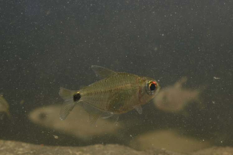 Jupiaba maroniensis (Gros Saut sur le Grand Abounami, Papaïchton, 2020) &copy; F. Melki/Fondation Biotope