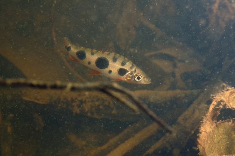 Leporinus friderici (Gros Saut sur le Grand Abounami, Papaïchton, 2020) &copy; F. Melki/Fondation Biotope