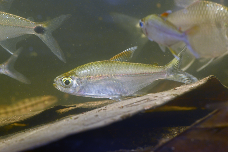 Moenkhausia aff. intermedia (Gros Saut sur le Grand Abounami, Papaïchton, 2020) &copy; F. Melki/Fondation Biotope