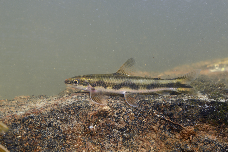 Parodon guyanensis (Gros Saut sur le Grand Abounami, Papaïchton, 2020) &copy; F. Melki/Fondation Biotope