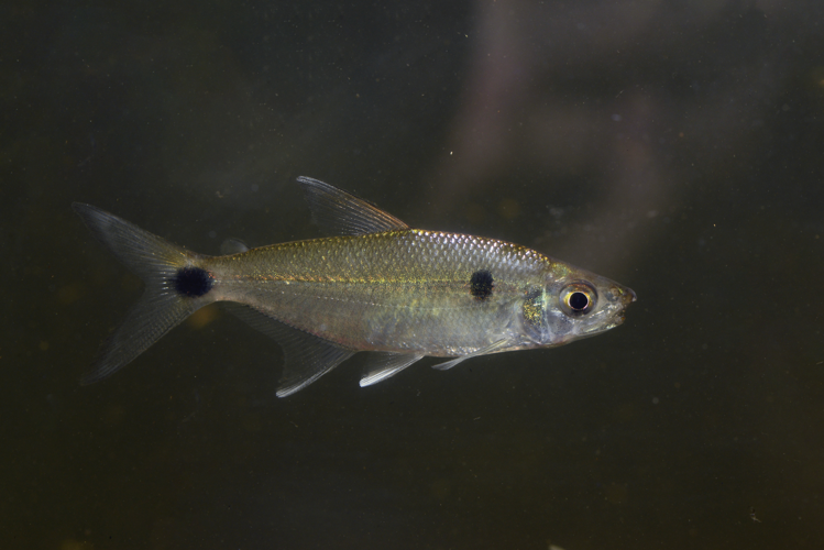 Roeboexodon guyanensis (Gros Saut sur le Grand Abounami, Papaïchton, 2020) &copy; F. Melki/Fondation Biotope