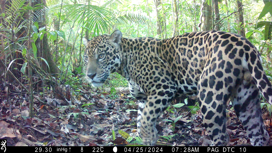 Panthera onca au piège photo à Saül &copy; P. Ardouin