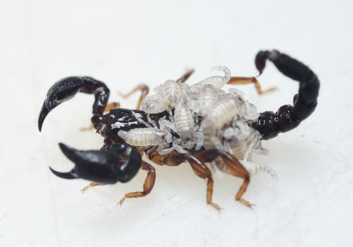 Auyantepuia non identifié et ses pullus (Gros Saut sur le Grand Abounami, Papaïchton, 2020) © J. Chevalier/Wano Guyane