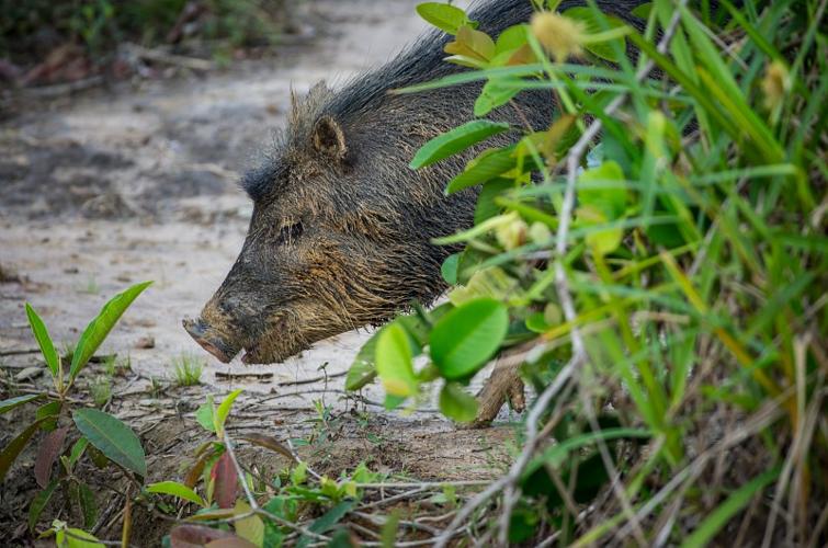 Pécari à lèvre blanches (Tayassu pecari) ou Kochon bwa. © Guillaume Feuillet / Parc amazonien de Guyane