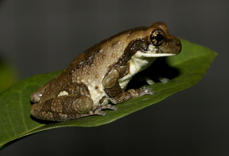 Trachycephalus typhonius (Linnaeus, 1758) © Arnaud Anselin / Parc amazonien de Guyane