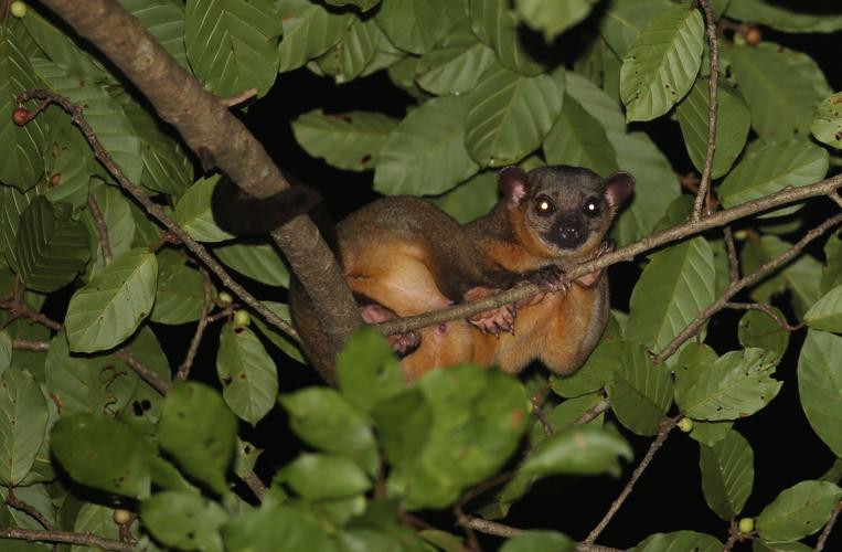 Potos flavus (Schreber, 1774) © Arnaud Anselin / Parc amazonien de Guyane