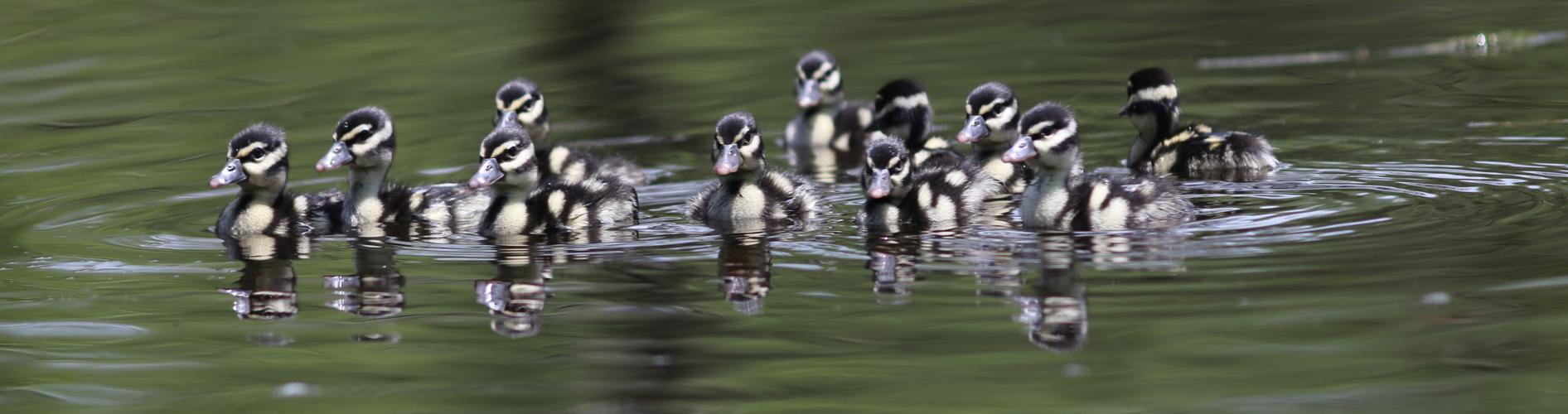 Poussins de dendrocygne à ventre noir © Arnaud Anselin / Parc amazonien de Guyane