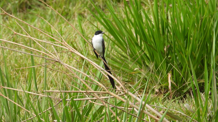 Tyran des savanes © Alice Bello / Parc amazonien de Guyane