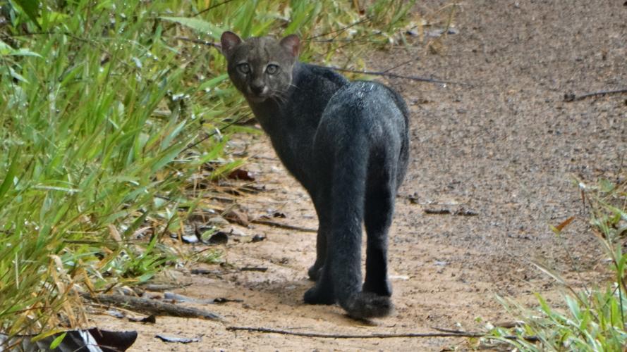 Herpailurus yagouaroundi (layon entre Papaïchton et Loka) © Alice Bello / Parc amazonien de Guyane