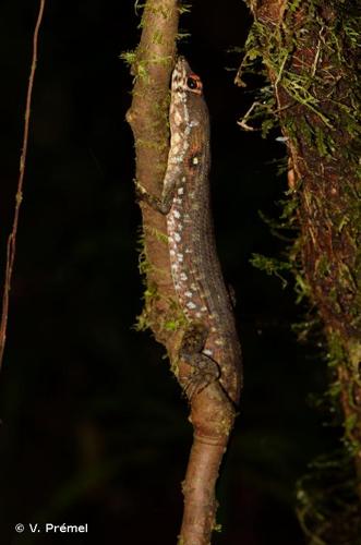 <i>Neusticurus bicarinatus</i> (Linnaeus, 1758) © V. Prémel