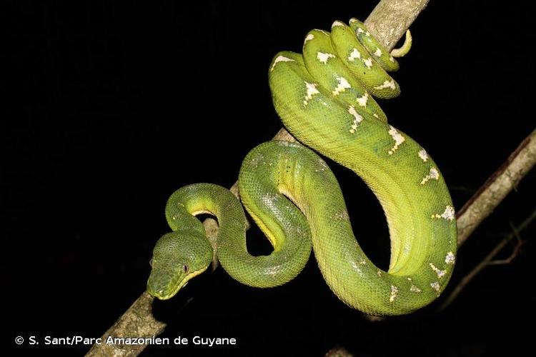 <i>Corallus caninus</i> (Linnaeus, 1758) © S. Sant/Parc Amazonien de Guyane